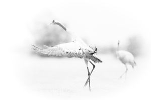 Dance crane
